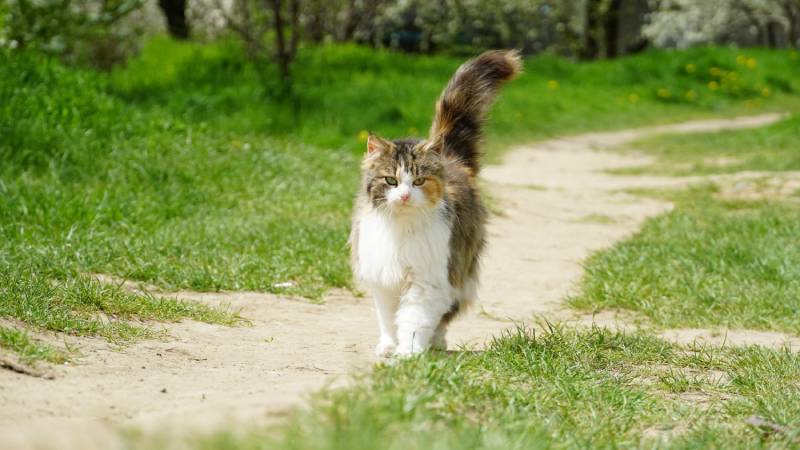 beautiful fluffy cat walks around the yard on a summer day