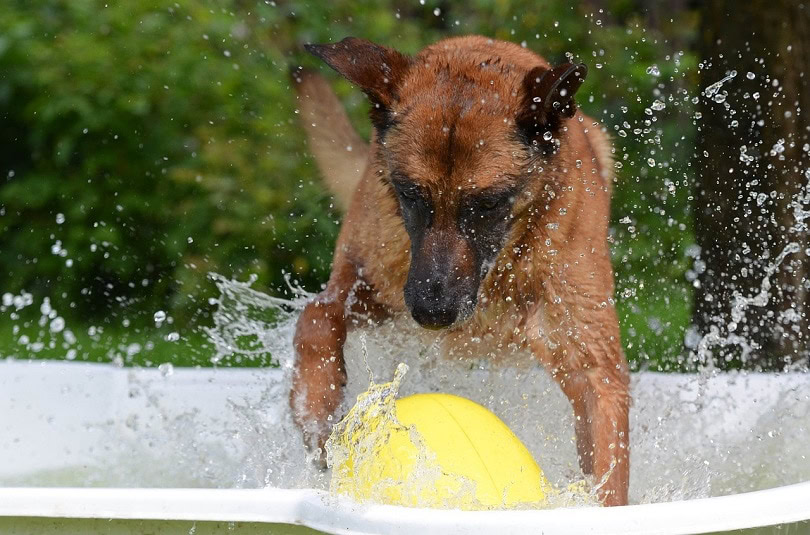 malinois-pixabay