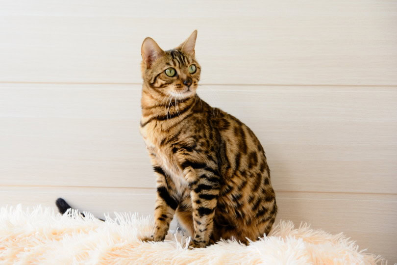 bengal cat on carpet