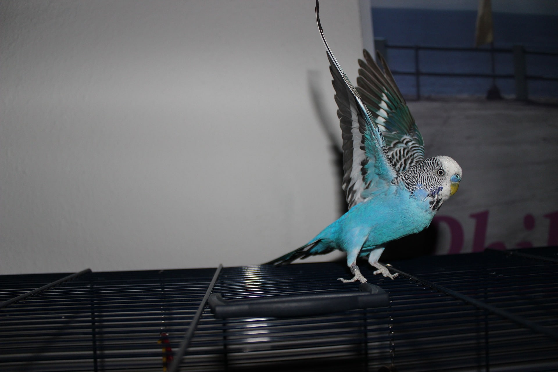 Blue budgie on its cage