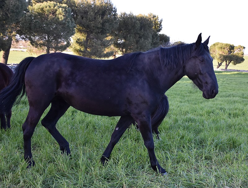 black murgese horse walking in the field