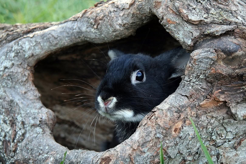 black otter rex rabbit-pixabay