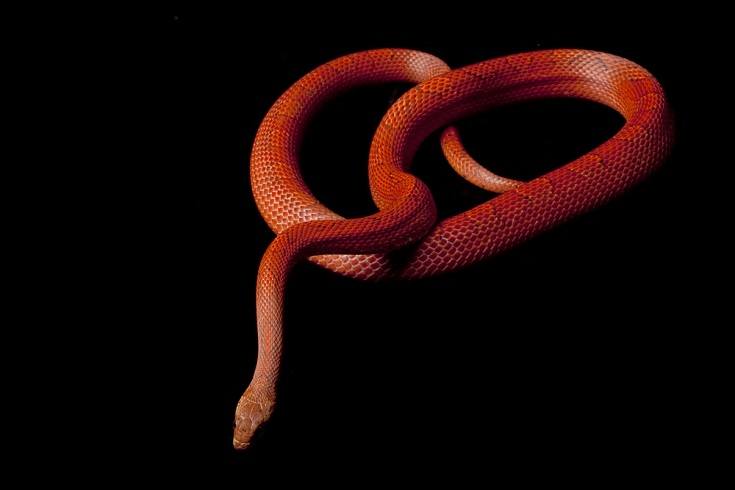blood red corn snake