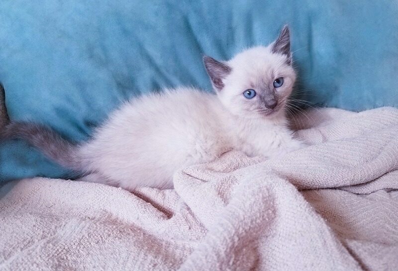 bluepoint-siamese-kitten_shutterstock_kitti-kween-3779239