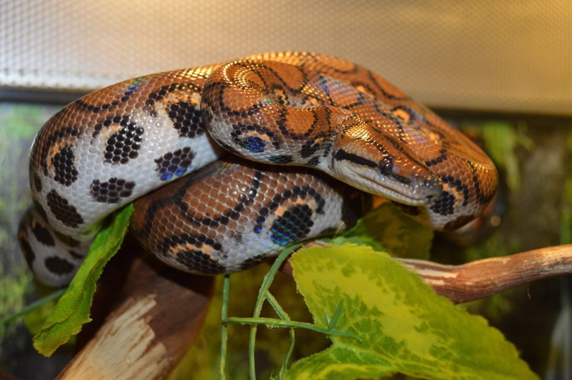 brazilian rainbow boa snake on a branch