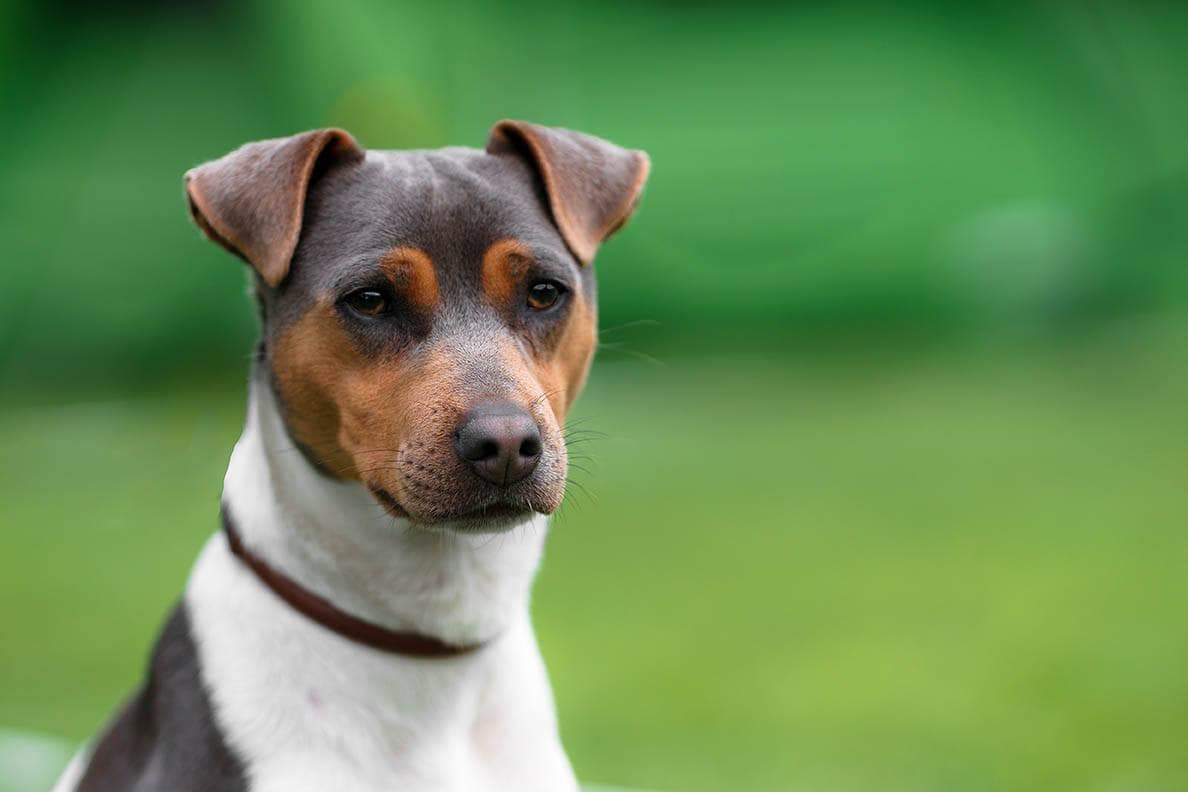 Brazilian terrier