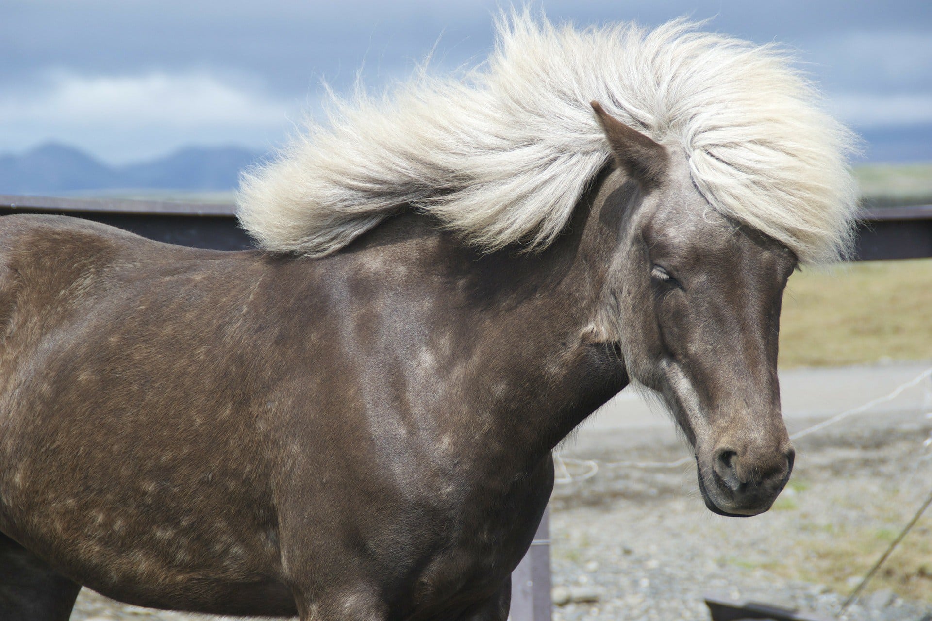 brown horse white hair 