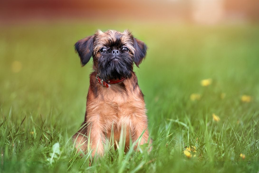 brussels griffon_otsphoto, Shutterstock