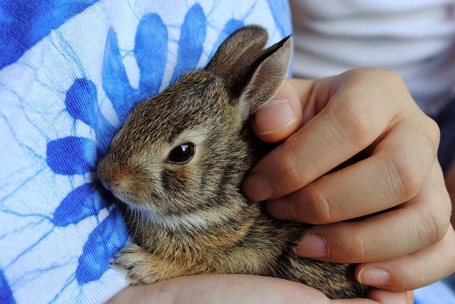 European Rabbit