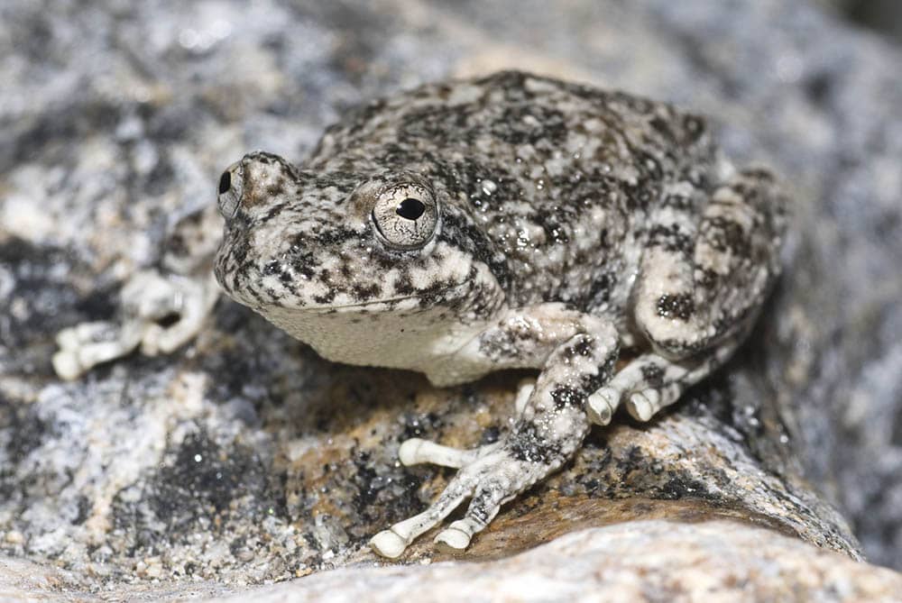 California Tree frog 