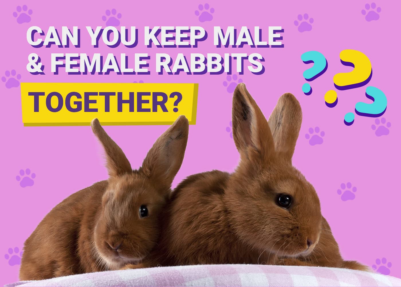 Can You Keep Male & Female Rabbits Together