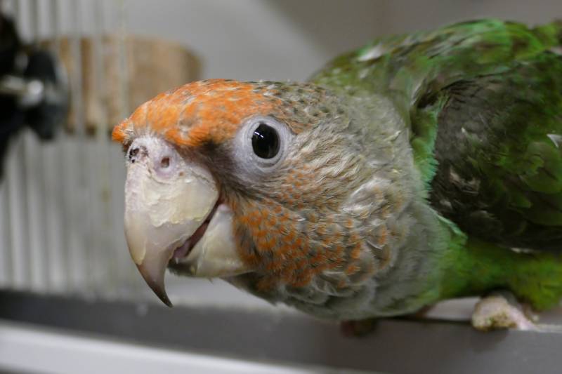cape parrot hoping for a treat