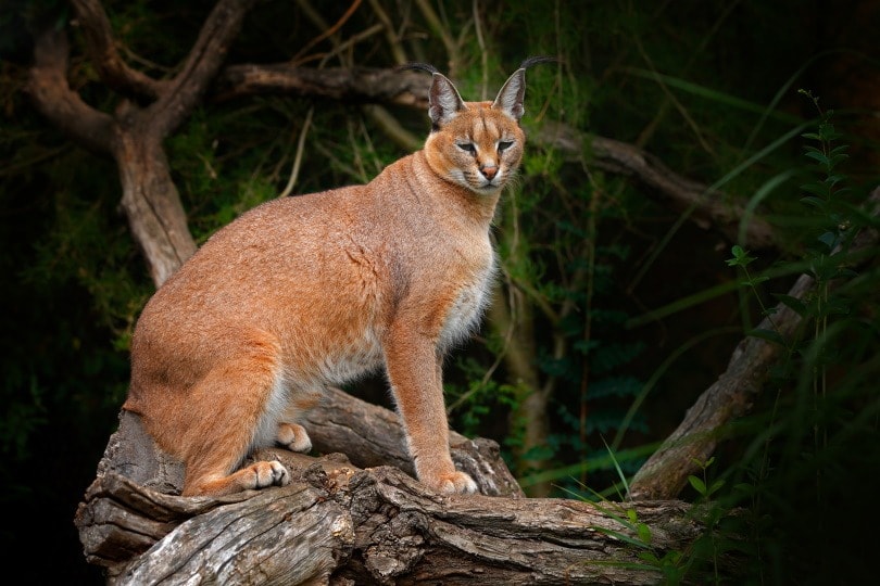 caracal in wood_Ondrej Prosicky_Shutterstock