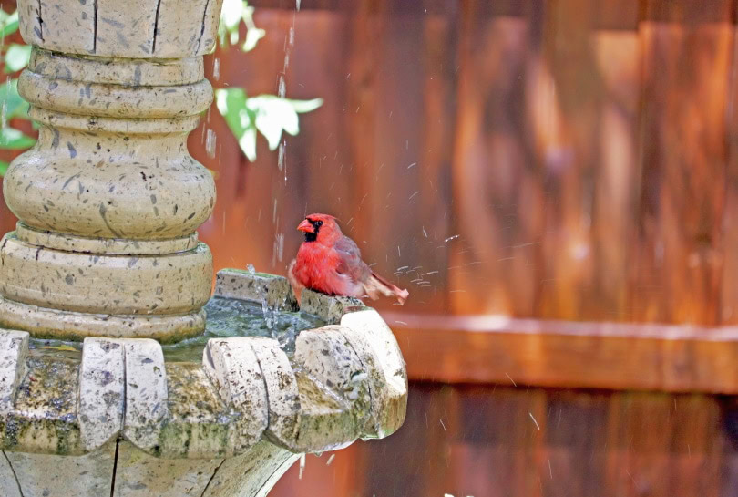 cardinals on bird bath_GeorgeB2_Pixabay