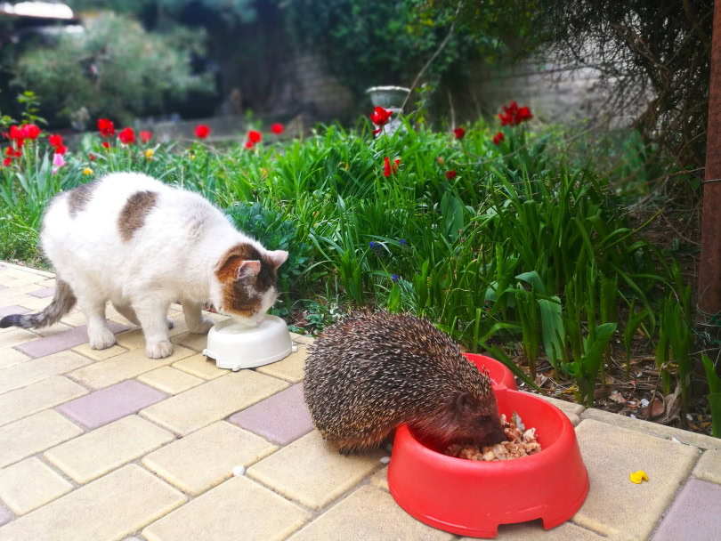 hedgehog eating cat food