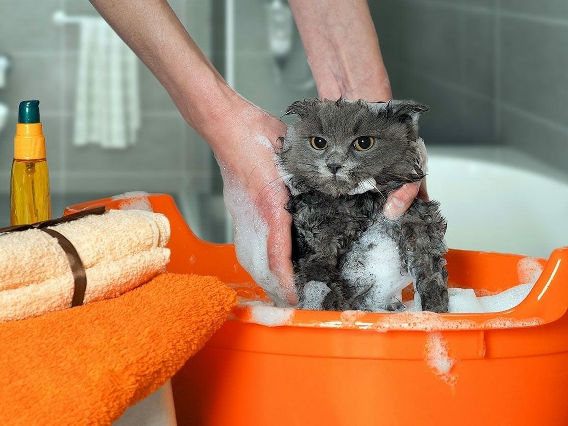 cat-bath