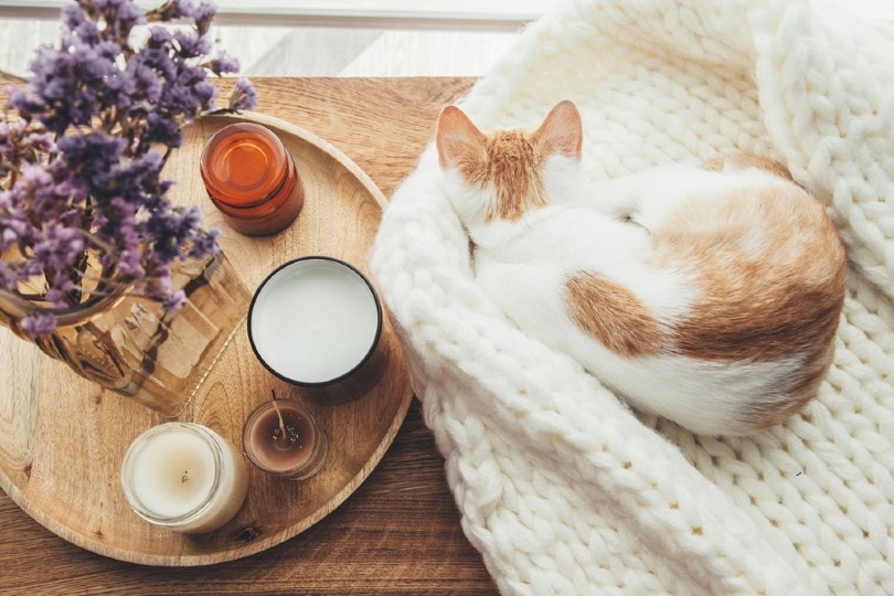 cat cozing up next to scented candles