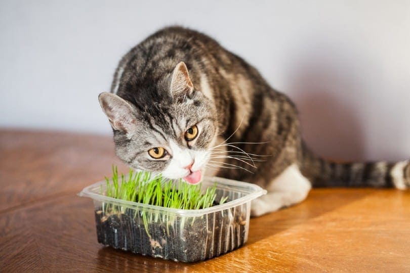 cat-eating-catnip