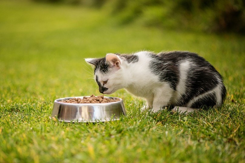 cat eating food_Lumi Studio_Shutterstock