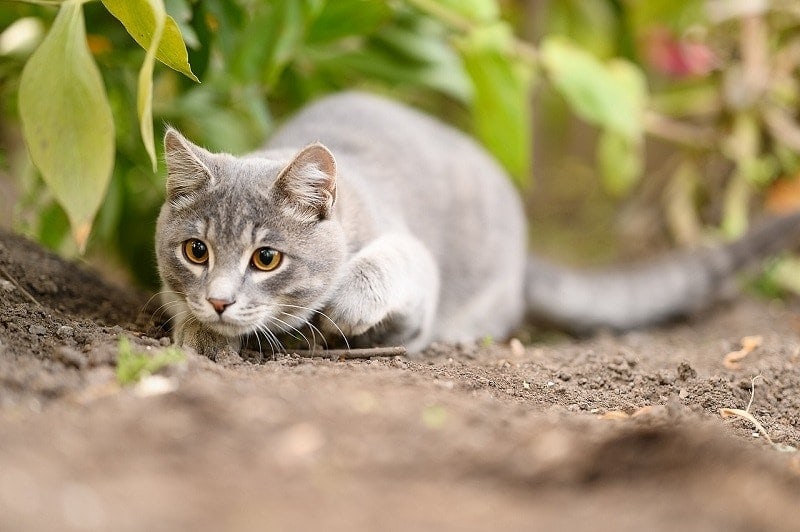 cat hunting outdoors