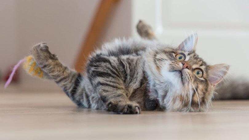 cat lying on the floor