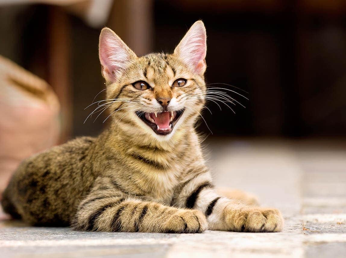 cat-meowing