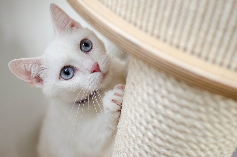 cat scratching-pixabay