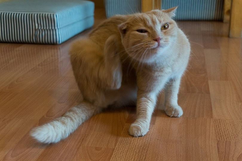 cat scratching