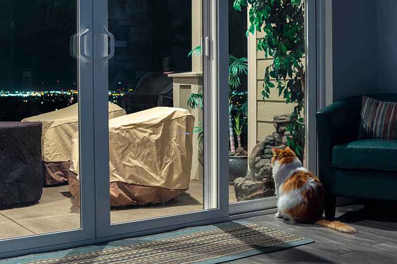 cat stares at a sliding door at night