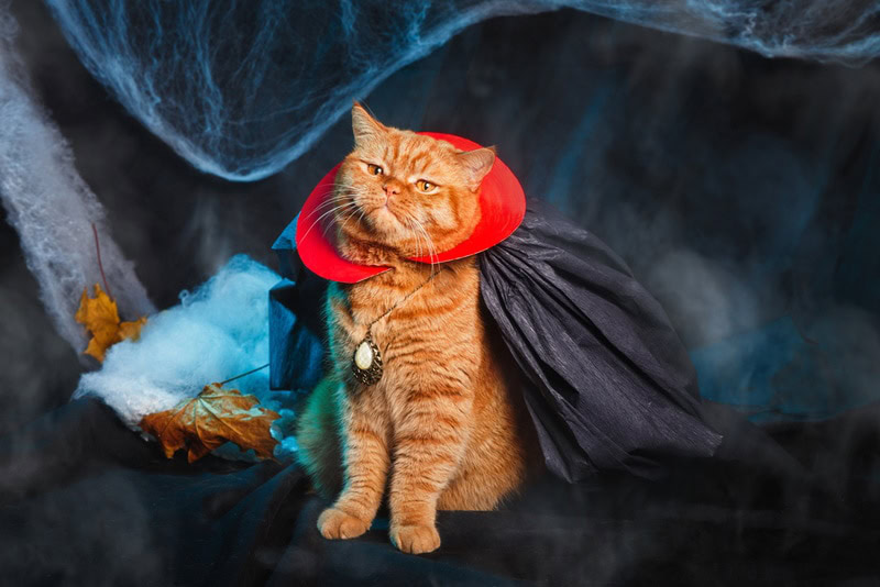 cat vampire costume