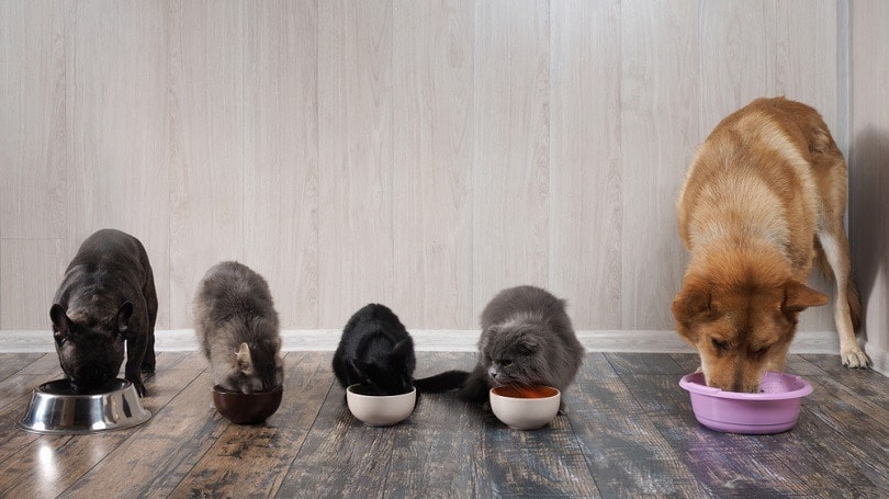 cats and dogs eat pet food