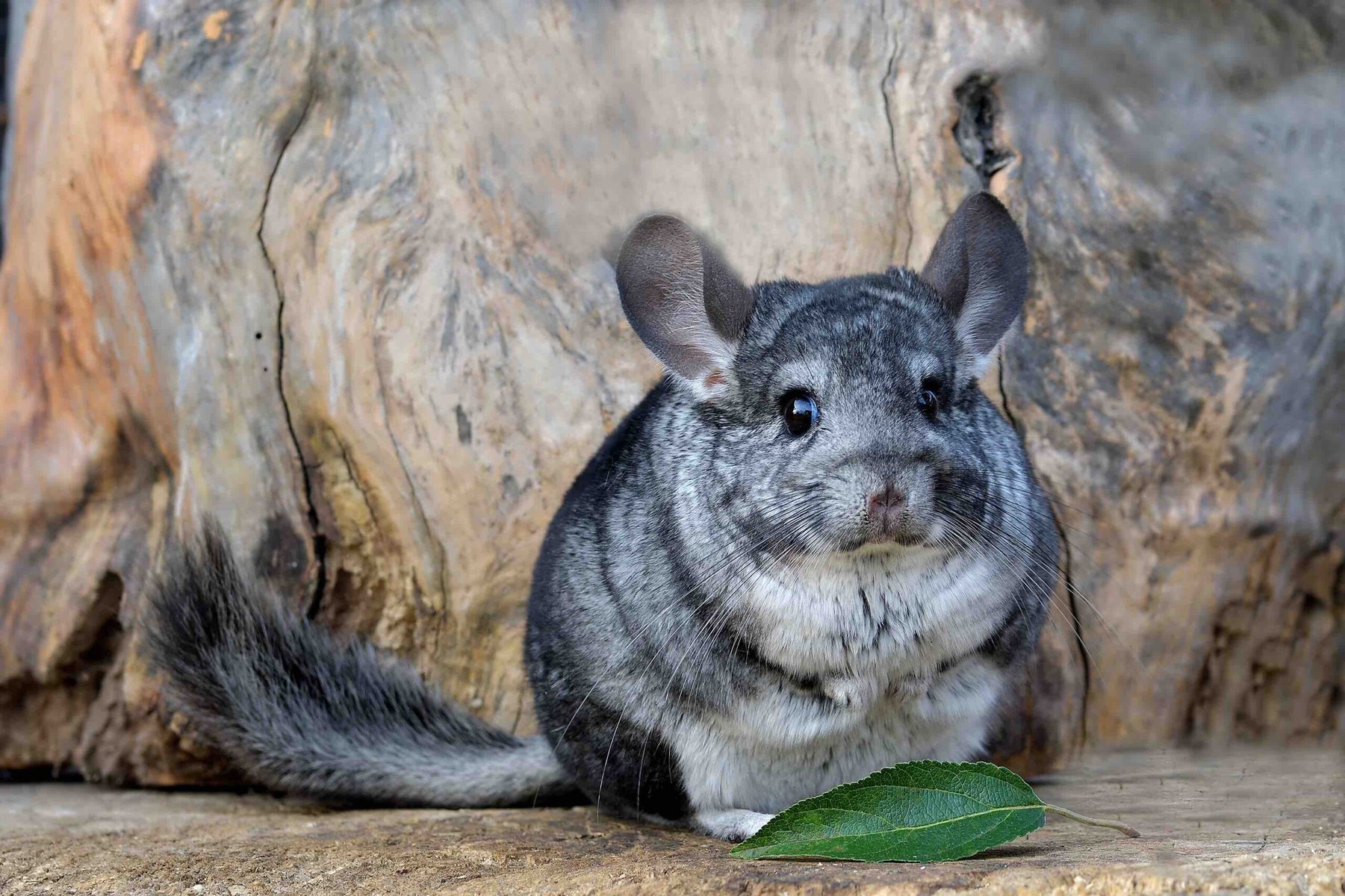 chinchilla grey