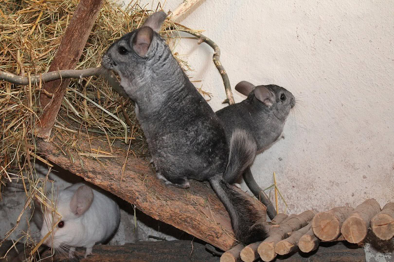 chinchilla-pixabay