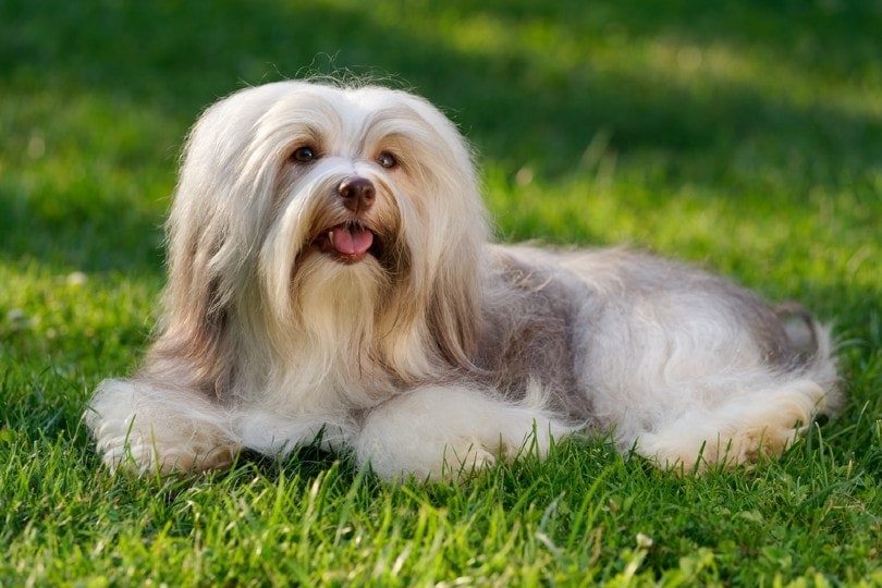 havanese dog