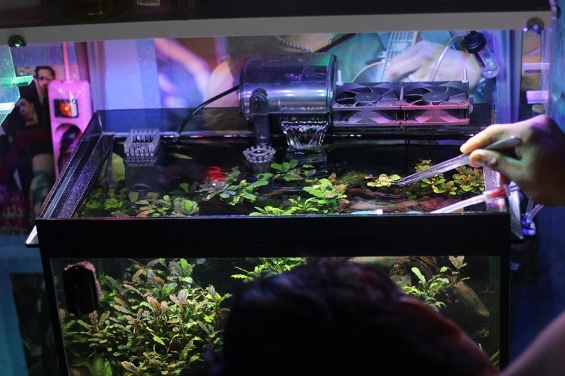 cleaning the aquascape_Open Mind Art_shutterstock