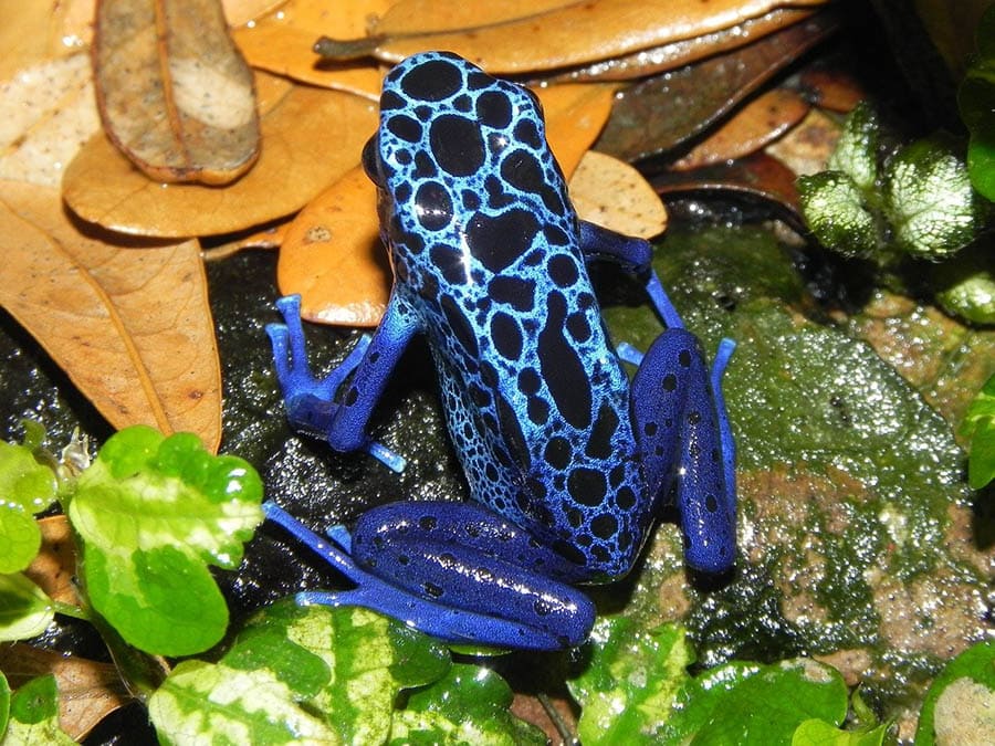 close up blue poison dart