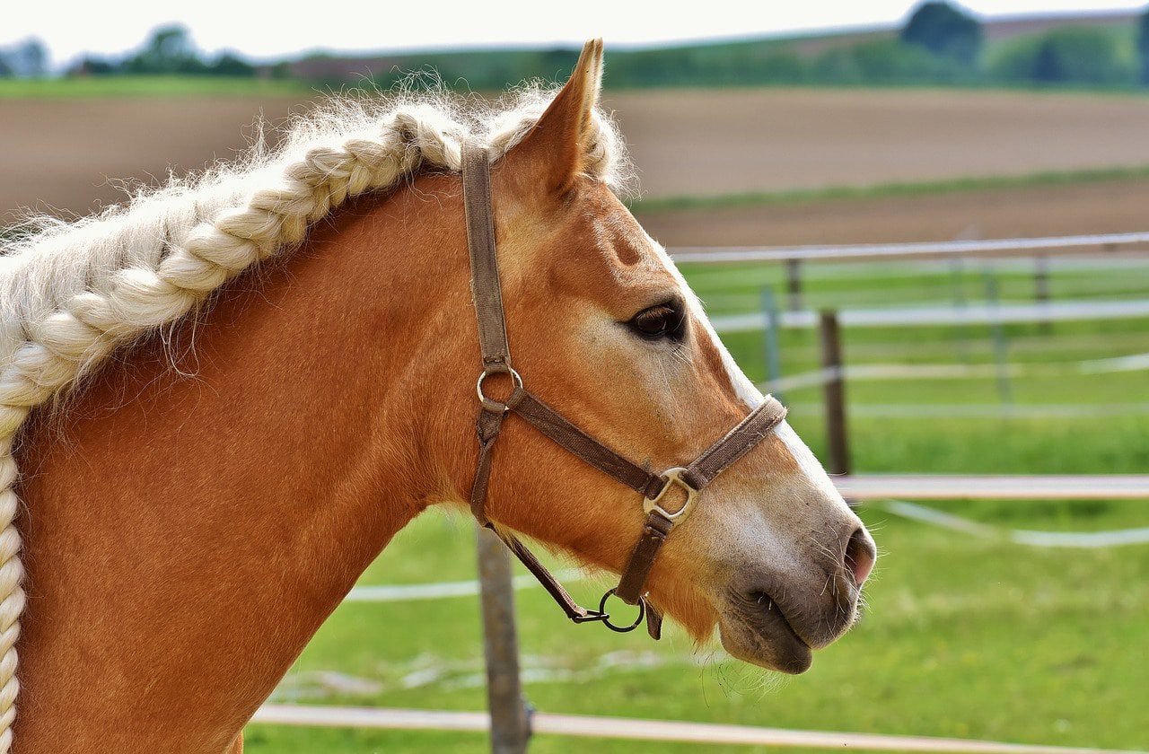 close up braided horse