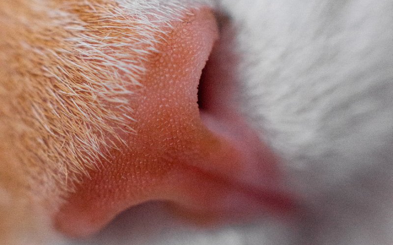 close up of a white and orange cat's pink nose