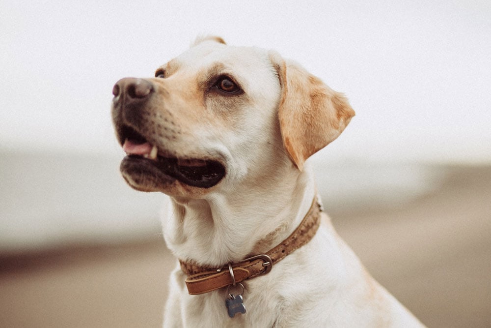 closeup of yellow labrador dog