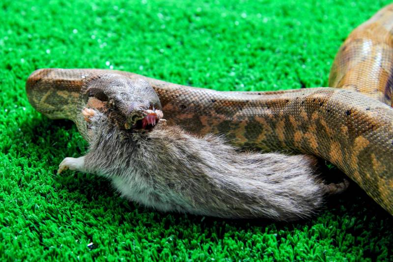 closeup shot of a common boa constrictor snack eating a gray rat