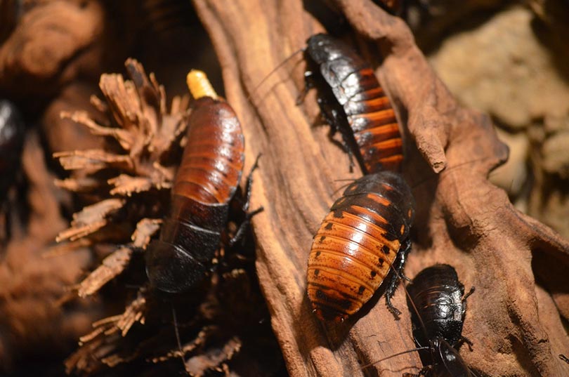 cockroaches infestation