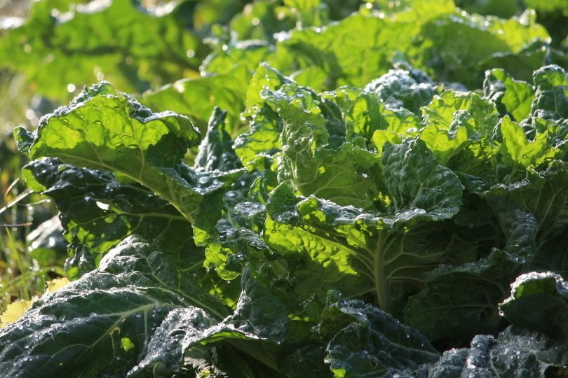 collard-greens_Purple Owl_Pixabay