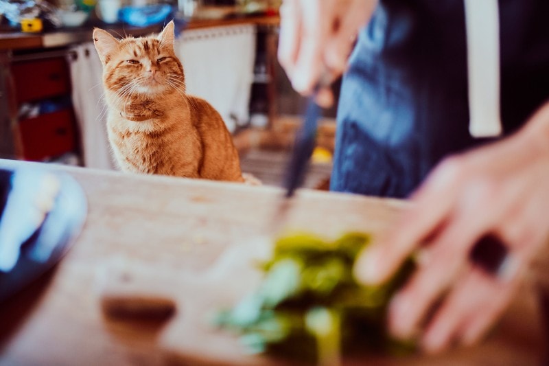 cooking with a cat