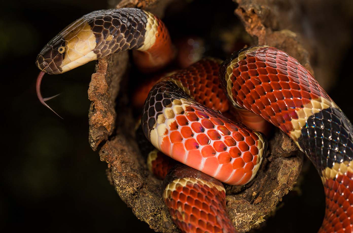 coral snake