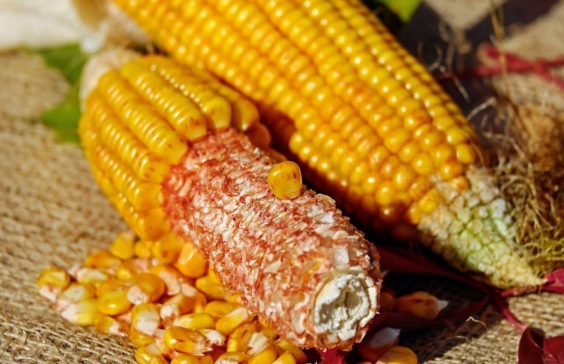 corn-kernels2-pixabay