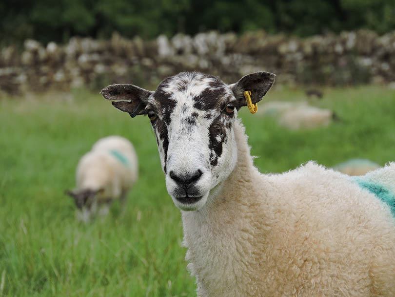 cotswold sheep