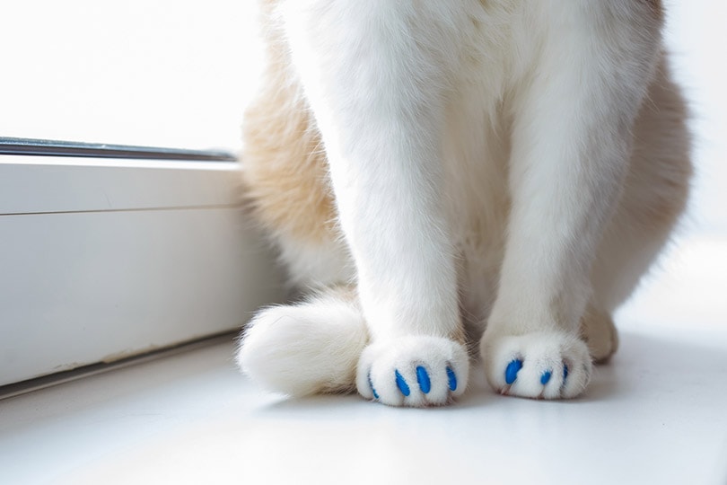 cropped cat with blue nail caps siting by the window