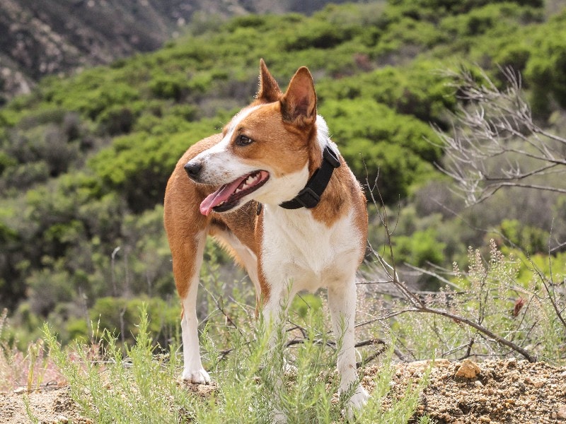 denmark feist treeing dog outside (1)