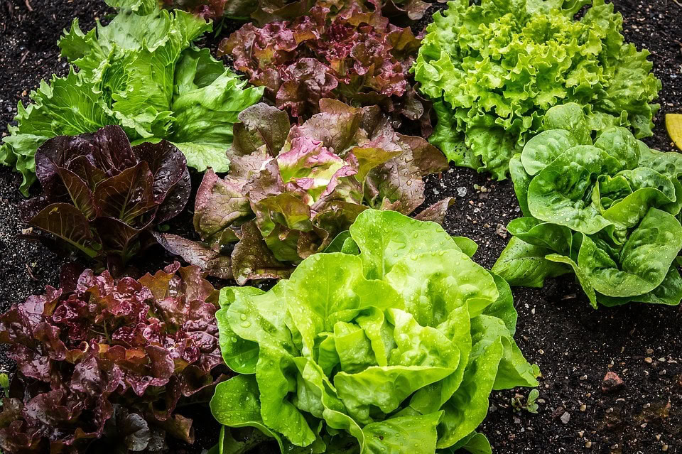 Different Lettuces
