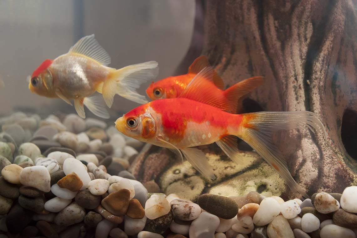 dirty aquarium